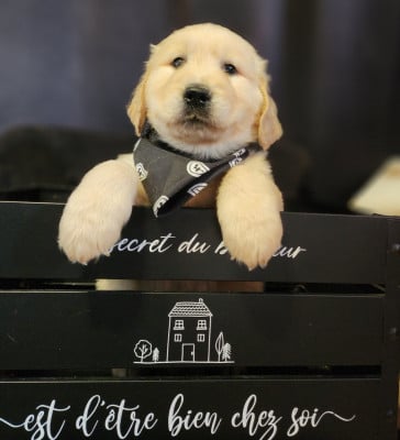 Les chiots de Golden Retriever