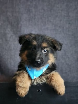 Les chiots de Berger Allemand Poil Long