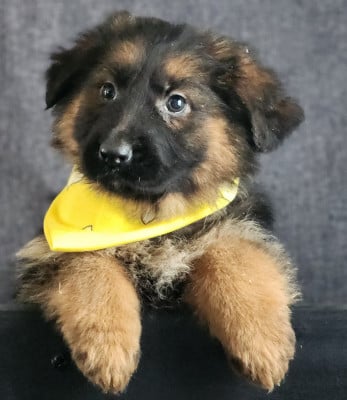 Les chiots de Berger Allemand Poil Long