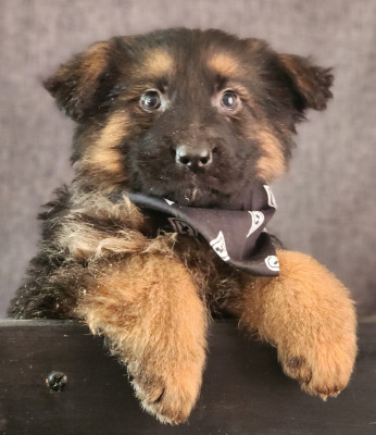 Les chiots de Berger Allemand Poil Long