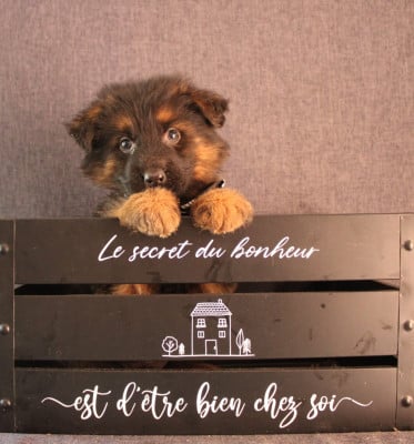 Les chiots de Berger Allemand Poil Long