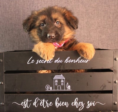 Les chiots de Berger Allemand Poil Long