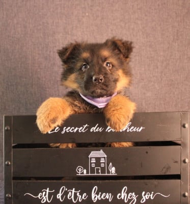 Les chiots de Berger Allemand Poil Long