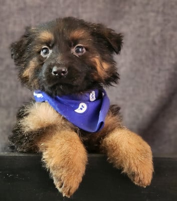 Les chiots de Berger Allemand Poil Long