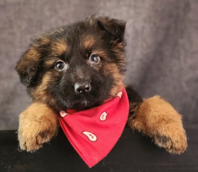 Les chiots de Berger Allemand Poil Long