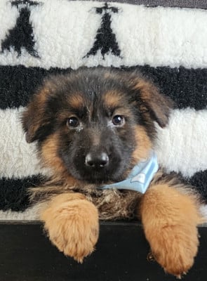 Les chiots de Berger Allemand Poil Long