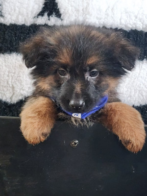 Les chiots de Berger Allemand Poil Long