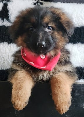 Les chiots de Berger Allemand Poil Long