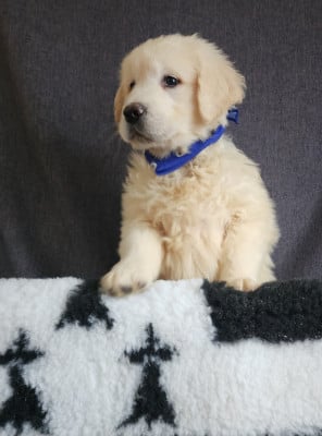 Les chiots de Golden Retriever