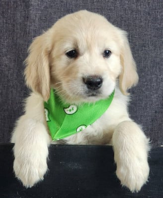 Les chiots de Golden Retriever