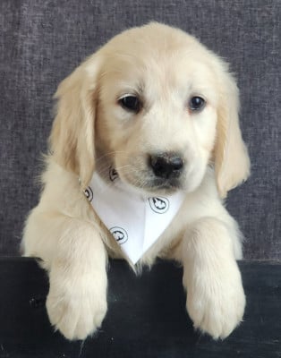 Les chiots de Golden Retriever