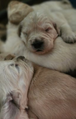 Les chiots de Golden Retriever