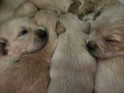 Les chiots de Golden Retriever