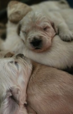 Les chiots de Golden Retriever