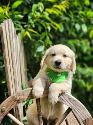 Les chiots de Golden Retriever