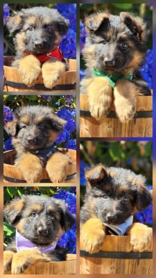 Les chiots de Berger Allemand Poil Long