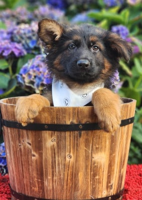 Les chiots de Berger Allemand Poil Long