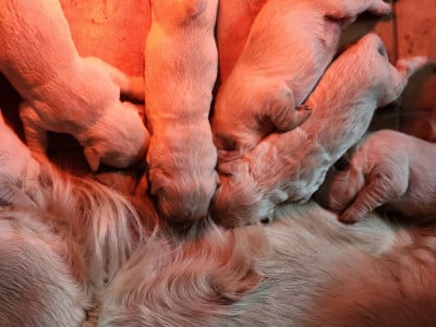 Les chiots de Golden Retriever