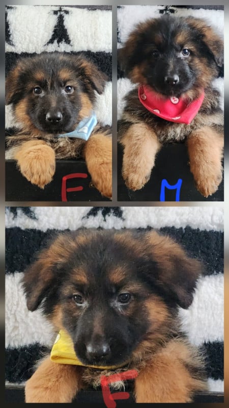 Berger Allemand Poil Long - des Anges de la Claie