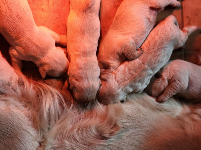 Golden Retriever - des Anges de la Claie