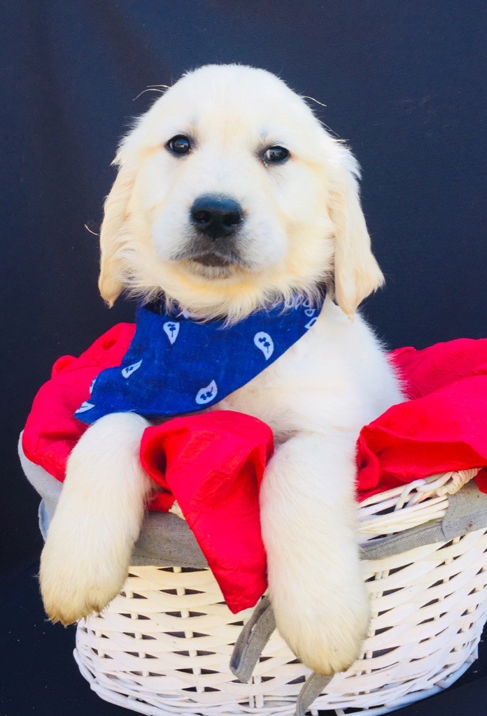 CHIOT - Golden Retriever
