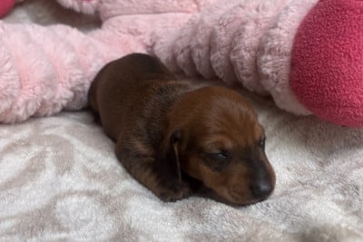 Les chiots de Teckel poil ras