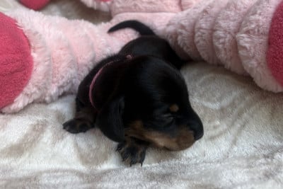 Les chiots de Teckel poil ras