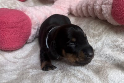 Les chiots de Teckel poil ras