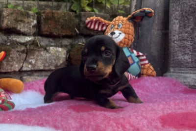 Les chiots de Teckel poil ras