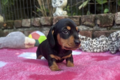 Les chiots de Teckel poil ras