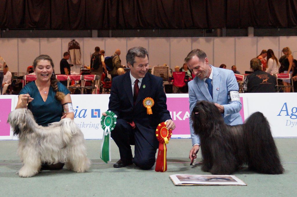 CH. Drong-lamleh of Wamil Ajendra - Champion D'Europe & Norvége