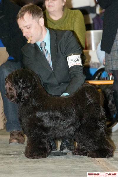 CH. Drong-lamleh of Wamil Ajendra - 1er Excellent CAC CACIB Best Of Sex