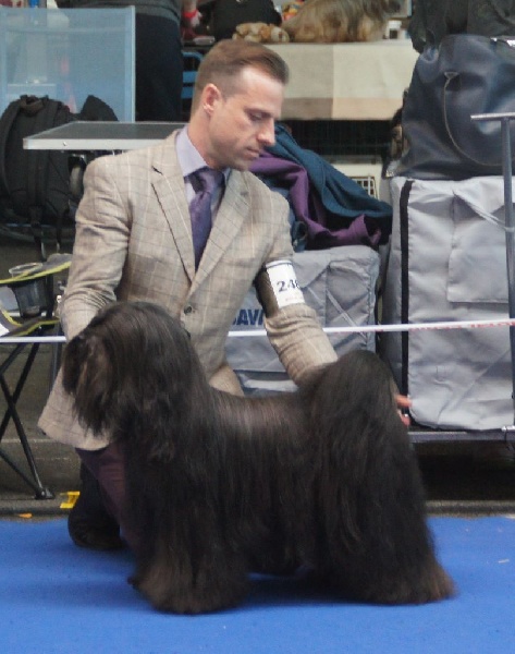 CH. Drong-lamleh of Wamil Ajendra - 1er Excellent CACIB meilleur de race