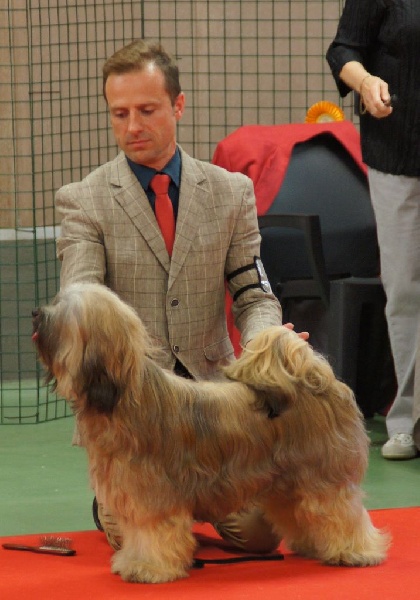 CH. Iwan-lamleh of Wamil Ajendra - 1er Excellent Classe Jeune