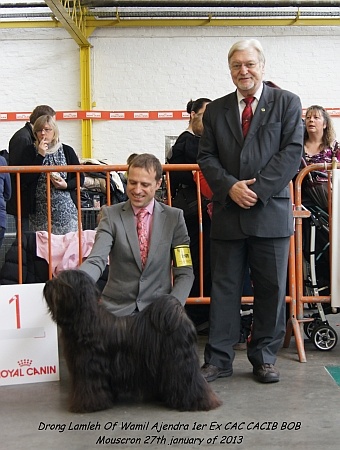 CH. Drong-lamleh of Wamil Ajendra - CAC CACIB BOB International & Belgian Champion
