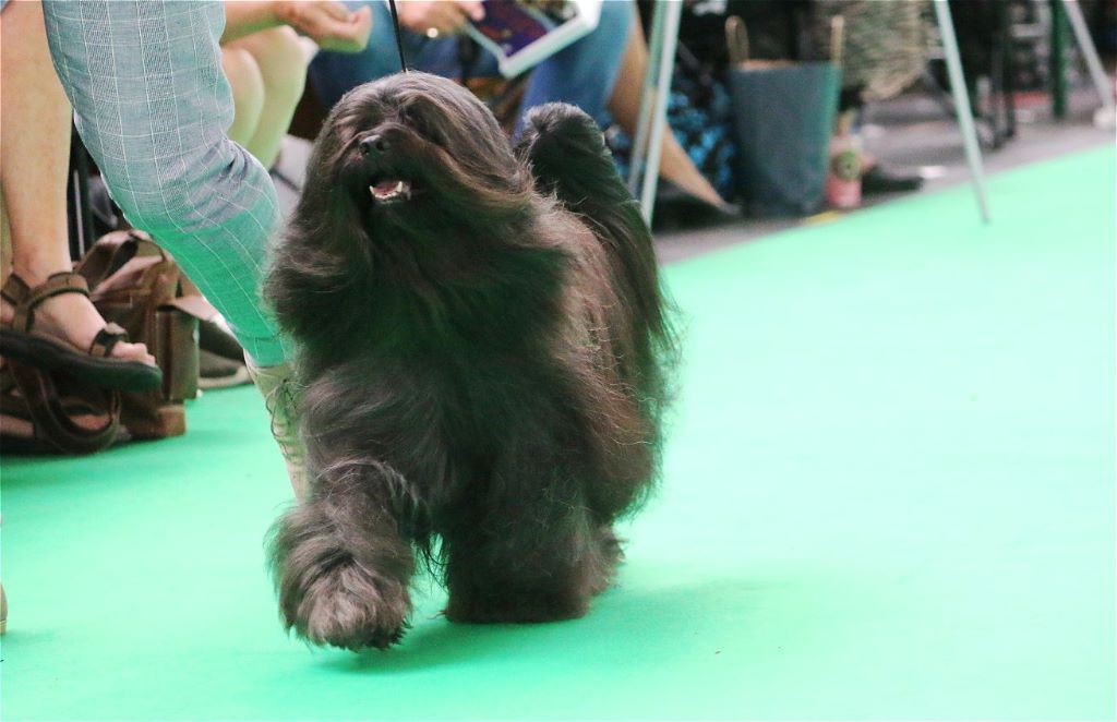 CH. Drong-lamleh of Wamil Ajendra - 3ème Excellent classe champion