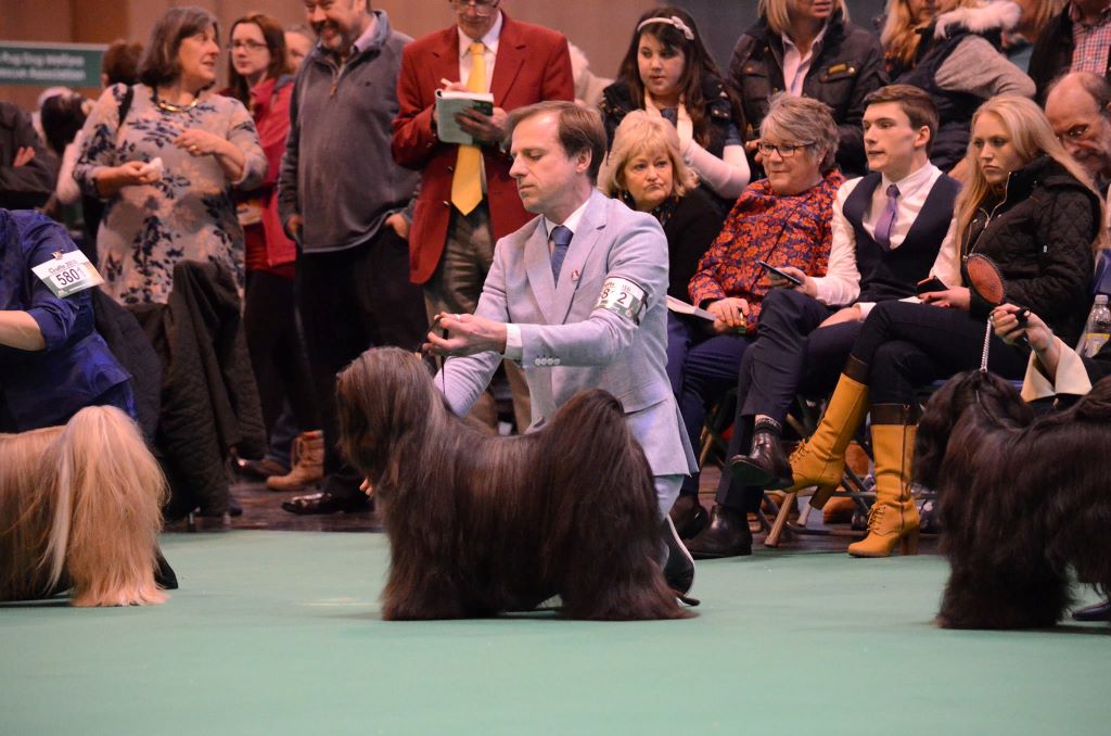 CH. Drong-lamleh of Wamil Ajendra - 4ème open class Reserve