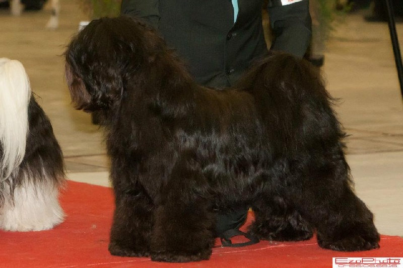 CH. Drong-lamleh of Wamil Ajendra - er Excelent CAC & CACIB