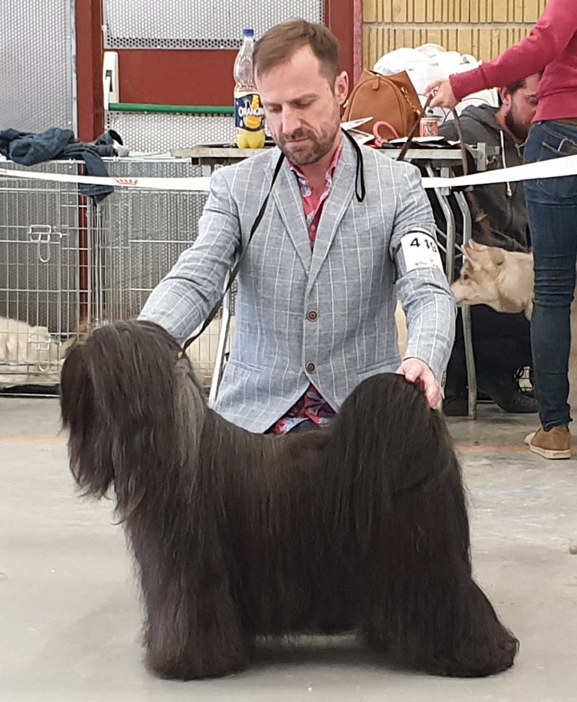CH. Drong-lamleh of Wamil Ajendra - 1ére Excellent meilleur vétéran, meilleur de race, meilleur du groupe 9 et 4ème