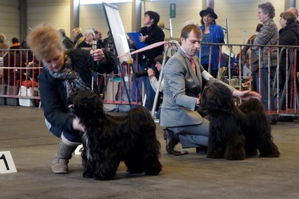 CH. Drong-lamleh of Wamil Ajendra - RCAC RCACIB