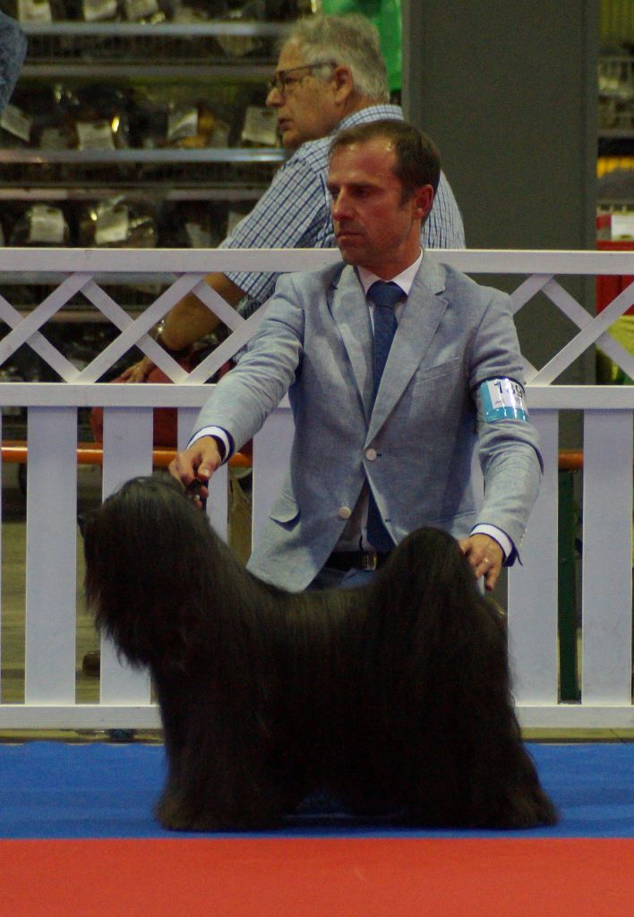 CH. Drong-lamleh of Wamil Ajendra - Champion Vétéran du Luxembourg