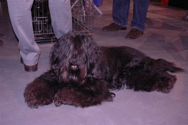 CH. Drong-lamleh of Wamil Ajendra - CAC meilleur de race