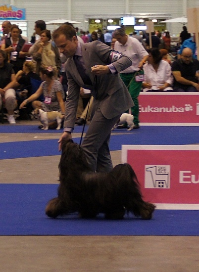 CH. Drong-lamleh of Wamil Ajendra - CAC RCACIB Champion du Luxembourg