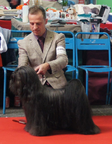 CH. Drong-lamleh of Wamil Ajendra - CAC (Champion de France)