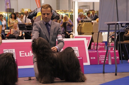 CH. Drong-lamleh of Wamil Ajendra - RCAC RCACIB Vice Champion d'Europe