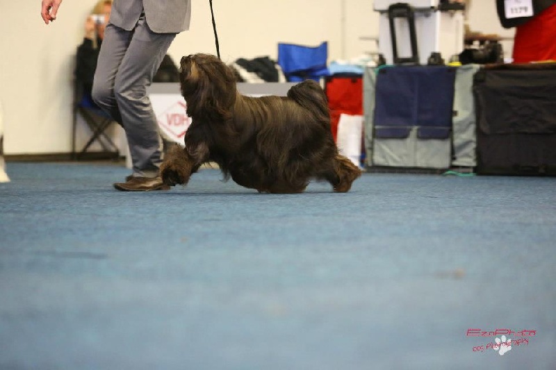 CH. Drong-lamleh of Wamil Ajendra - RCAC VDH & KTR RCACIB