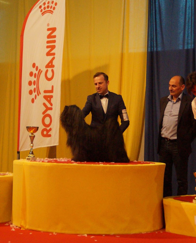 CH. Drong-lamleh of Wamil Ajendra - 1er Excellent Meilleur Vétéran BOB, BIS Vétéran, 3ème Groupe 9