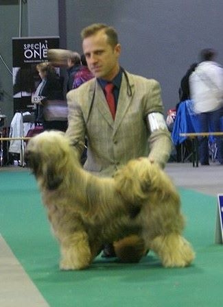 CH. Iwan-lamleh of Wamil Ajendra - 1er Excellent classe jeune