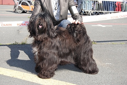 CH. Di-ki lamleh of Wamil Ajendra - 1ère Excellent CAC