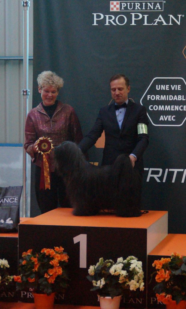 CH. Drong-lamleh of Wamil Ajendra - 1er Excellent BOB Meilleur Vétéran, Res BIS